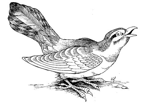 119 dessins de coloriage oiseau à imprimer sur LaGuerche Page 6