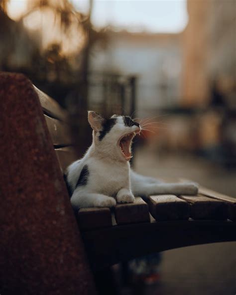 A Cat Yawning · Free Stock Photo