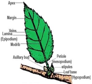 What Is The Function Of Veins In A Leaf - Infoupdate.org