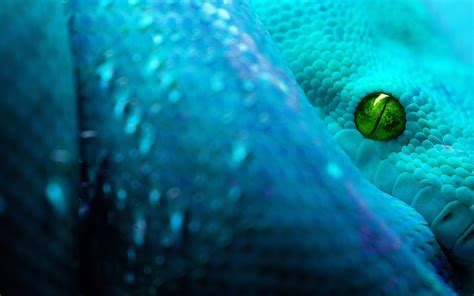 Mesmerizing Snake Hd Wallpaper Of Natures Serpent