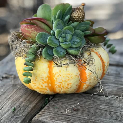 Succulent Pumpkin Workshop Orange County Events ClassBento