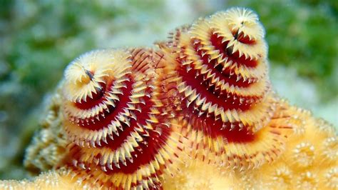 Christmas Tree Worm