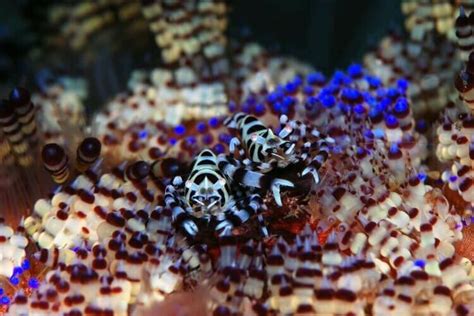 Camouflage in the Shrimp World - Art of Scuba Diving