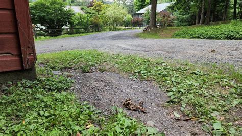 Killer Ways To Get Rid Of Weeds In Your Driveway And Keep Them Out