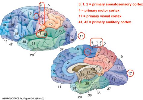 Pnb Xb Intro To The Nervous System Flashcards Quizlet