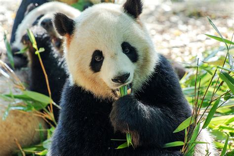 Eating Panda Bear · Free Stock Photo