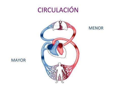 Morfo Fisiologia Sistema Cardiocirculatorio Ppt Descarga Gratuita