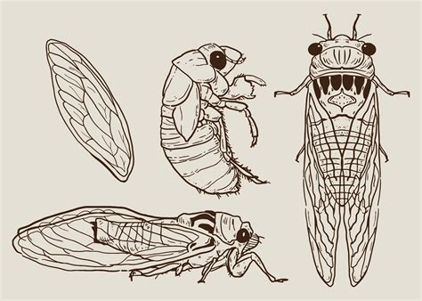 cicada set hand drawn vector  vector art  vecteezy