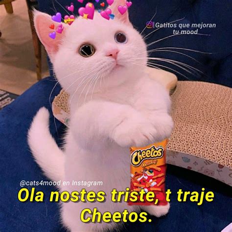 Toma Cheetos Meme Gato Chistes Graciosos De Animales Imágenes Graciosas