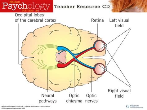 Visual Perception Ppt