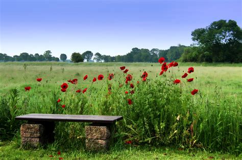 Growing Poppies For Decorative Seed Pods Spice And Beauty