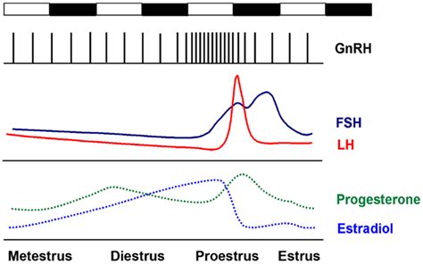 Frontiers Central Circadian Control Of Female Reproductive Function