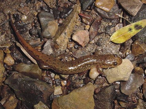 Spottedduskysalamander