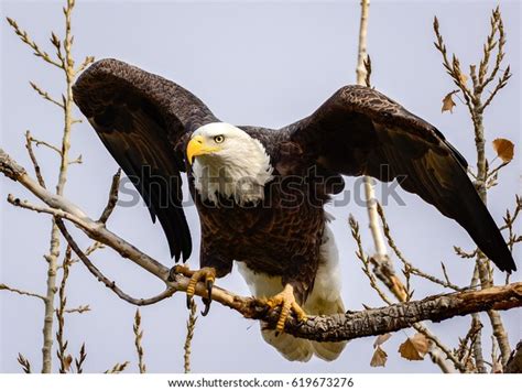 bald eagle perched stock photo  shutterstock