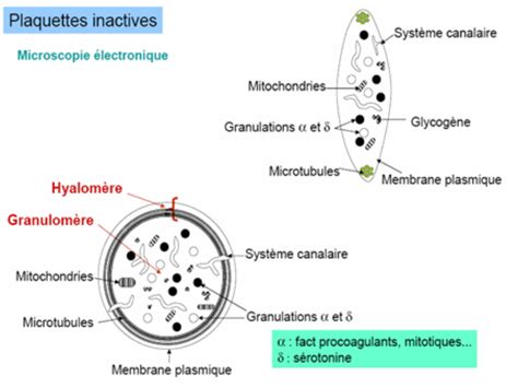 Les plaquettes sanguines - BIOLOGIE MEDICALE