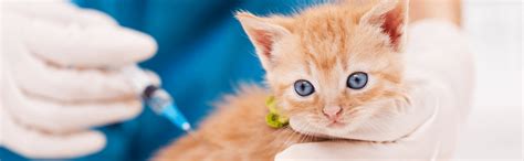 Diagnosis and Treatment of Cat Rabies | VetAmerican