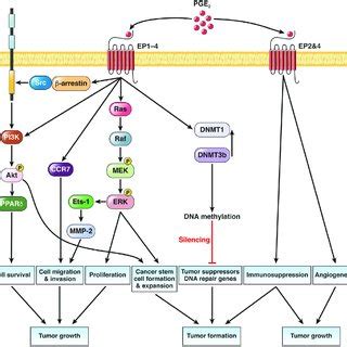 A Model Of PGE 2 In Regulation Of Tumor Associated Immunosuppression