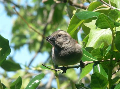 Female Weaver Bird Free Stock Photo - Public Domain Pictures