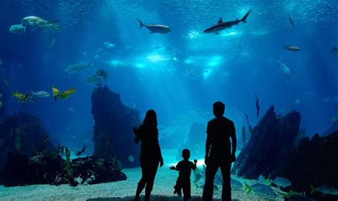 Monterey Bay Aquarium Winter Hours