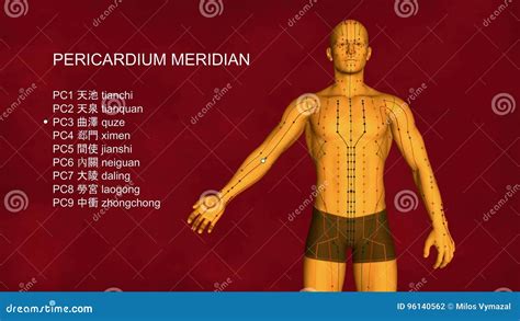Meridiano Del Pericardio 3d Ejemplo Acupuntura Metrajes Vídeo De