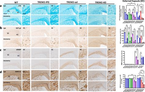 Trem Sol And Trem Ko Display Myelin Debris Lack Of Remyelination And