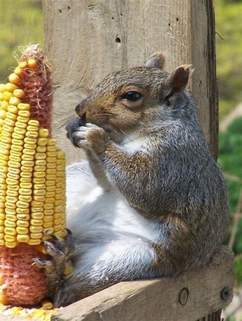 Just 17 Funny Squirrels Eating Weird Things Squirrel Funny Squirrel