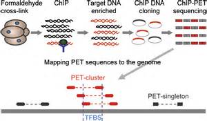 A Global Map Of P Transcription Factor Binding Sites In The Human