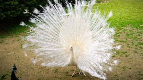 White Peacock: Why Are They Unique? [All Facts with Images] - Bird ...