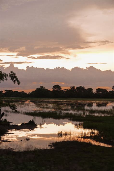 Swamp Landscape at Dusk · Free Stock Photo