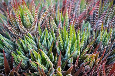 How To Grow And Care For Zebra Haworthia Gardeners Path