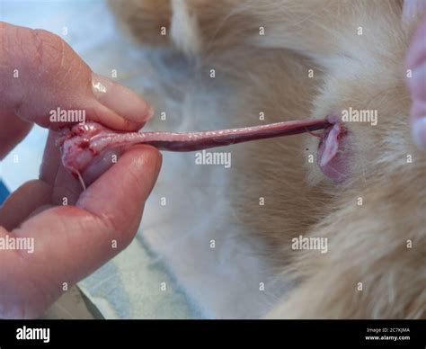 Man And Testicles And Hospital Hi Res Stock Photography And Images Alamy