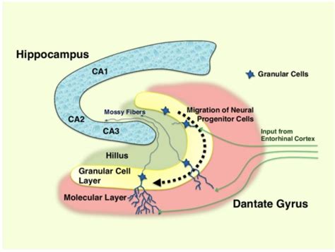 Hippocampus And Differentiation Of Neural Progenitor Ce Open I