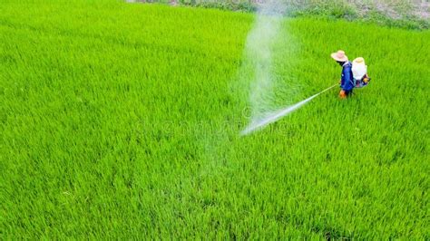 Farmer Spray Insecticide Into Rice Farm Stock Image Image Of Chemical