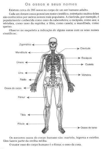 30 Atividades Sobre Esqueleto Humano Para Imprimir Online Cursos