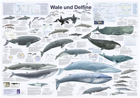 Wale Und Delfine Poster Deutsch Din A Wale Und Delfine Planet