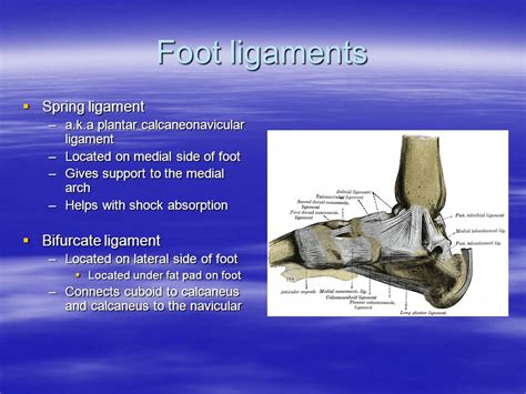 Lesson 1 Bone And Ligament Anatomy Ppt Video Online Download