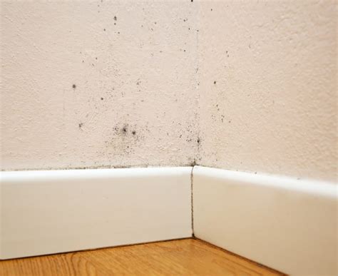 Mold in House Walls - Why It Happens and How to Address It