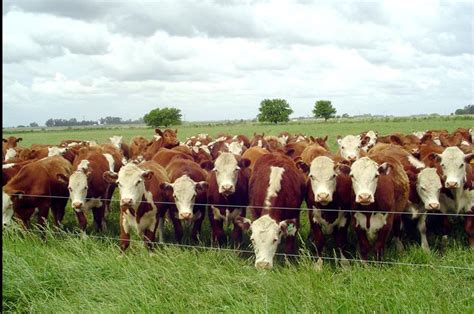 Ganadería Pautas Para La Implantación De Pasturas Perennes El Diario De La Pampa