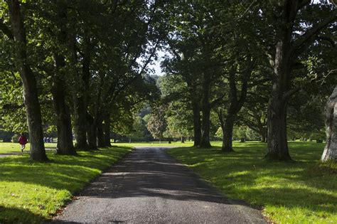 Download free photo of Avenue,trees,road,landscape,forest - from ...