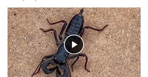 latest parshendi form    ranged attack rcremposting