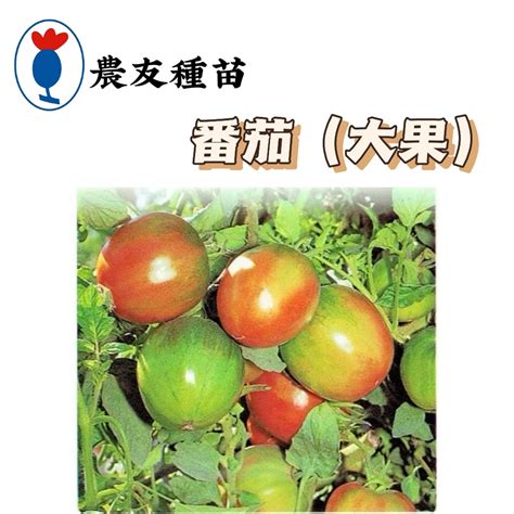 蕃茄 大果 Tomato【農友種苗】大果番茄種子 番茄種子 蔬菜原包裝種子 約30粒包 新鮮種子 蝦皮購物