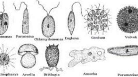 Gambar Jenis Jenis Protozoa 57 Koleksi Gambar