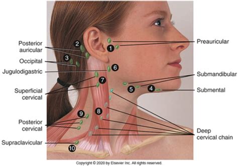 Chapter 14 Head Face And Neck And Regional Lymphatics Flashcards