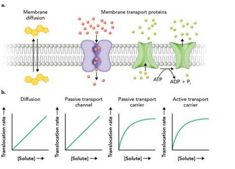 Solute And Water Transport Across A Biological Membrane Flashcards