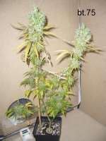 Super Skunk Sensi Seeds Galerie Des Vari T S Page No