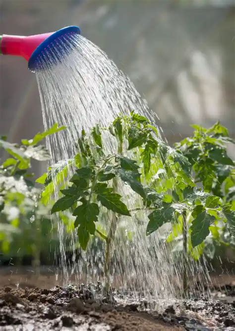 Regar Plantas De Tomate Como Com Que Frequência E Quanto Howtl