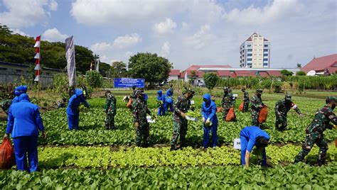 Melalui Vicon Kasal Saksikan Panen Raya Kebun Ketahanan Pangan