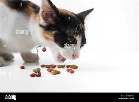 Cat eating dry food Stock Photo - Alamy