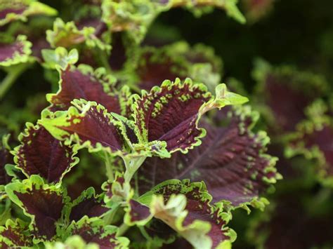 Caracter Sticas Do C Leus Solenostemon Scutellarioides Beleza E