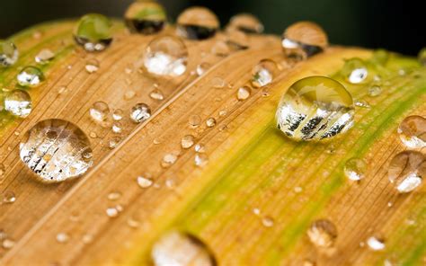 Wallpaper X Px Depth Of Field Leaves Macro Nature Water